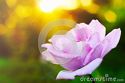 Pink rose Stock Photo