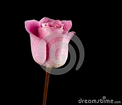 Pink rose On Black Backgroundtulip Stock Photo