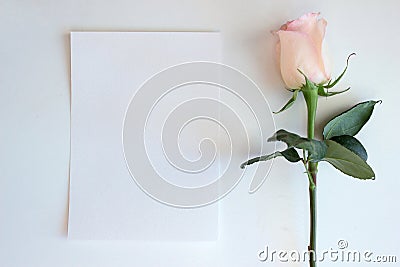 Pink Rose and Blank paper Mockup Stock Photo