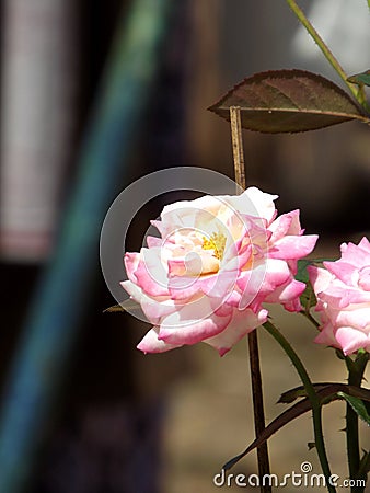 pink rose that blooms perfectly in the plantation Stock Photo