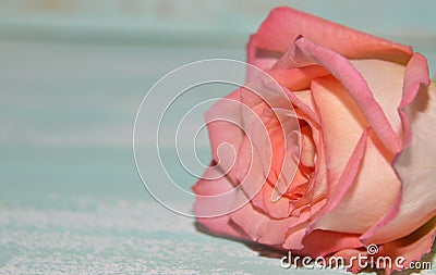 Pink rose on blue background Stock Photo