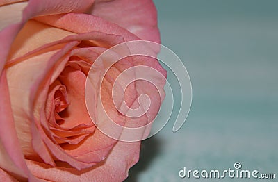 Pink rose Stock Photo