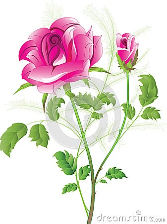 Pink rose with a bud Vector Illustration