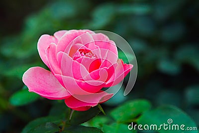 Pink Rose Bud closeup. Stock Photo