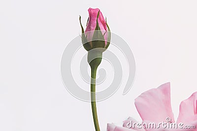 Pink Rose Bud, Vintage Background Shot Stock Photo