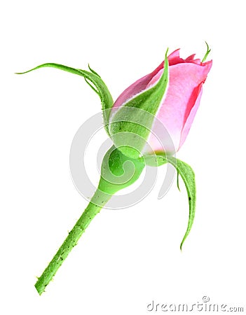 Pink rose bud on a green stalk Stock Photo