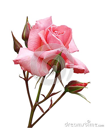 Pink Rose with Buds Stock Photo