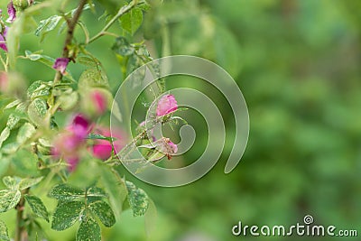 Pink Rose with buds. Blooming wild rose on branches closeup. The background is blurred. Backgroun. Copy space Stock Photo