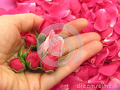 Pink rose buds in an open hand Stock Photo