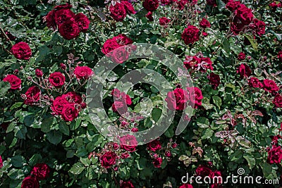 Pink rose bush background. Beautiful scarlet roses in the garden close-up for valentine's day Stock Photo