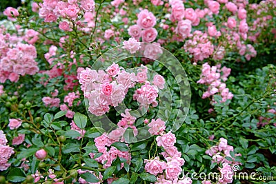 Pink rose bush Stock Photo