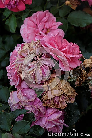 Pink rose on a bush Stock Photo