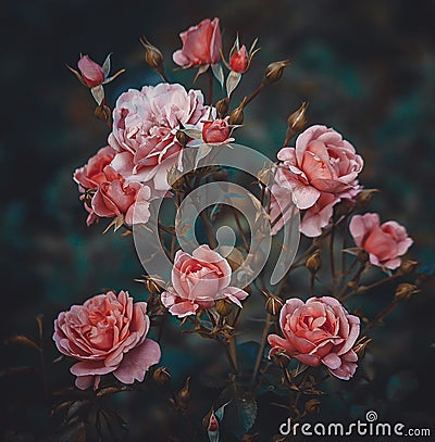Pink rose bush Stock Photo