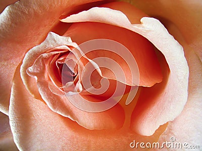 Pink rose close up Stock Photo