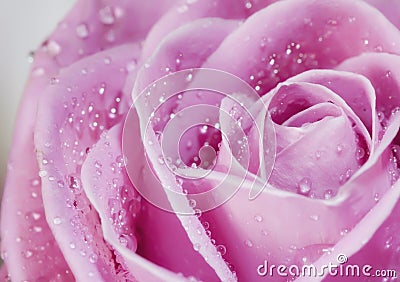 Pink rose closeup Stock Photo