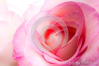 Pink rose closeup - blossom / petal macro Stock Photo