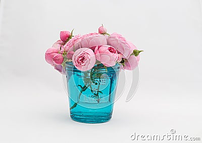 Pink rose closeup (rosaceae) Stock Photo