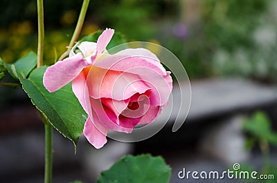 Pink Rose Closeup Stock Photo