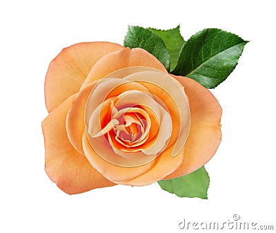 Pink rose closup on white Stock Photo