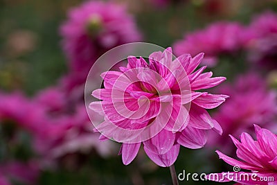 Pink rose dahlia flower, beatyful bouquet or decoration from the Stock Photo