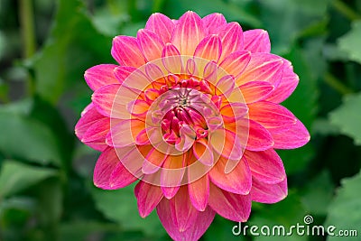 Pink rose dahlia flower, beatyful bouquet or decoration from the Stock Photo