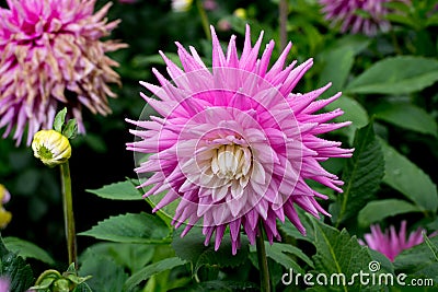 Pink rose dahlia flower, beatyful bouquet or decoration from the Stock Photo