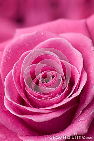 Pink rose detail. Stock Photo