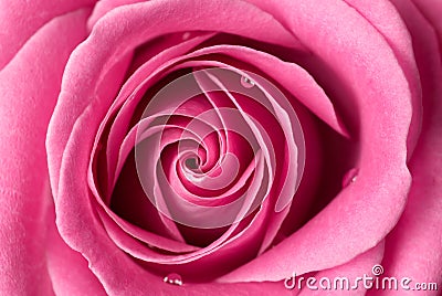 Pink rose detail. Stock Photo