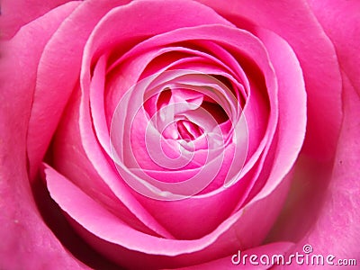 Pink rose detail Stock Photo