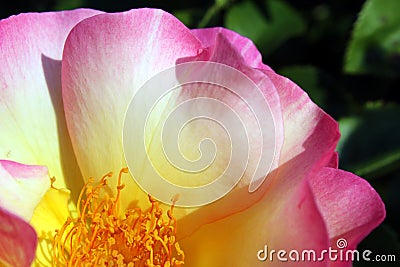 Pink rose detail Stock Photo