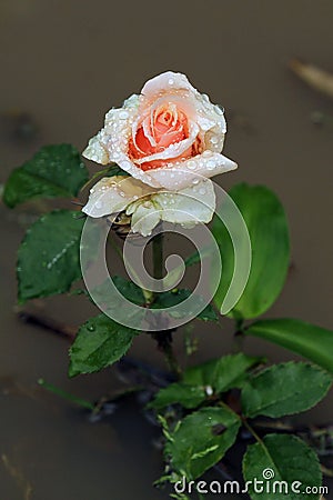 Pink rose with dew drops Stock Photo