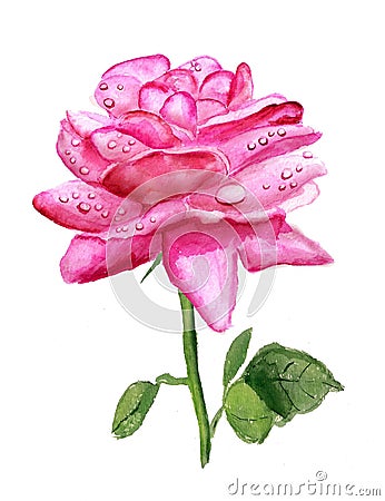 Pink rose with dew Stock Photo