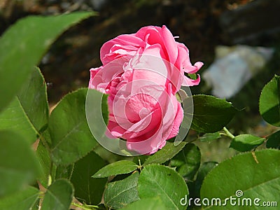 Pink Rose Stock Photo