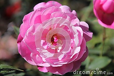 Pink rose flower closeup vibrant colour. Stock Photo