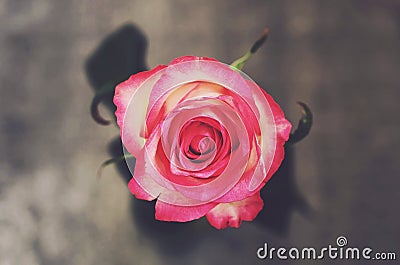 Pink rose flower on gray background, top view Stock Photo