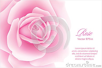 White background with a Pink Rose Flower. Vector illustration Vector Illustration