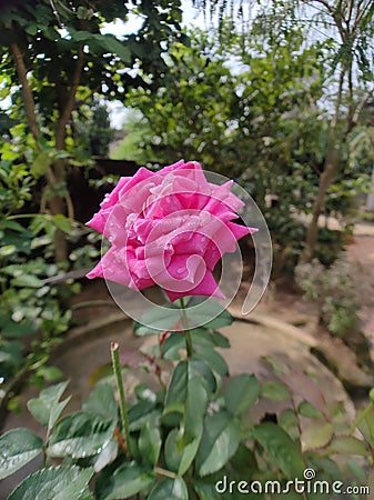 Pink Rose flower looking aowsome Stock Photo