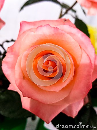 Pink Rose Flower. Stock Photo