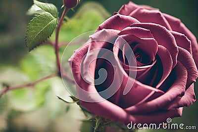 Pink rose flower with unopened buttons and fresh green leaves. Stock Photo