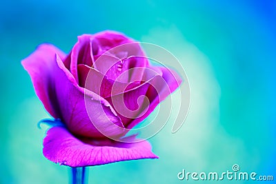 Pink rose flower Stock Photo