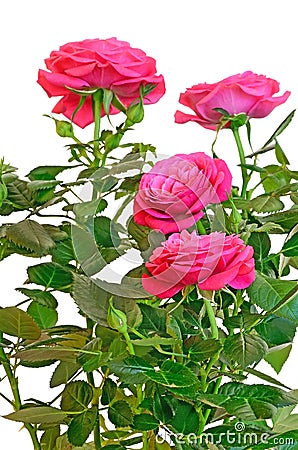 Pink rose flowers Stock Photo