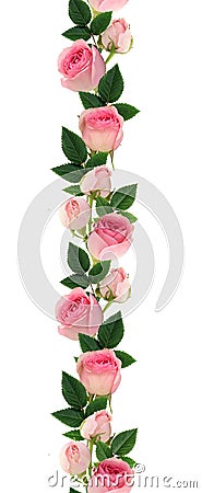 Pink rose flowers and buds line arrangement Stock Photo