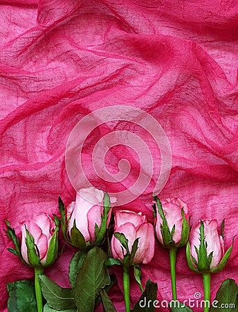 Pink rose flowers on folded textile Stock Photo