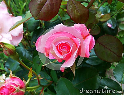 Pink Rose Stock Photo