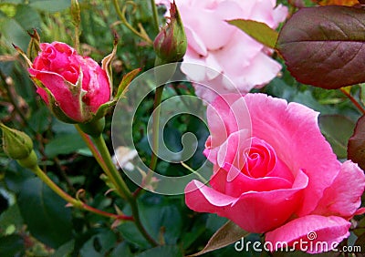 Pink Rose Stock Photo