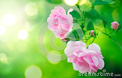 Pink rose flowers. Roses blooming growing in summer garden Stock Photo