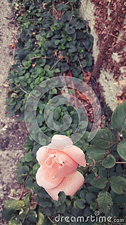 A pink rose with a fly in the garden Stock Photo