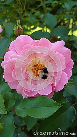 Pink rose in full bloom with bumblebee - pollination Stock Photo