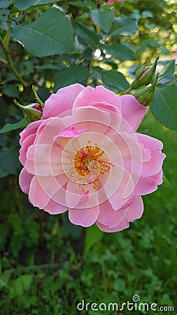 Pink rose in full bloom - pollination Stock Photo