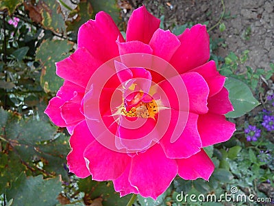 Pink rose in the garden. Opened petals. Color with a cold nuance. Close - up from above Stock Photo